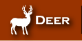 Deer Processing